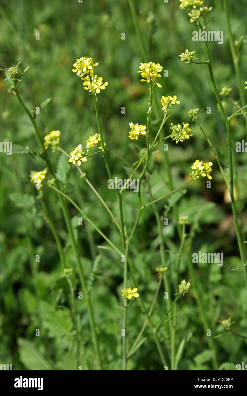Bastard Cabbage, Annual Bastardcabbage, Common Giant Mustard