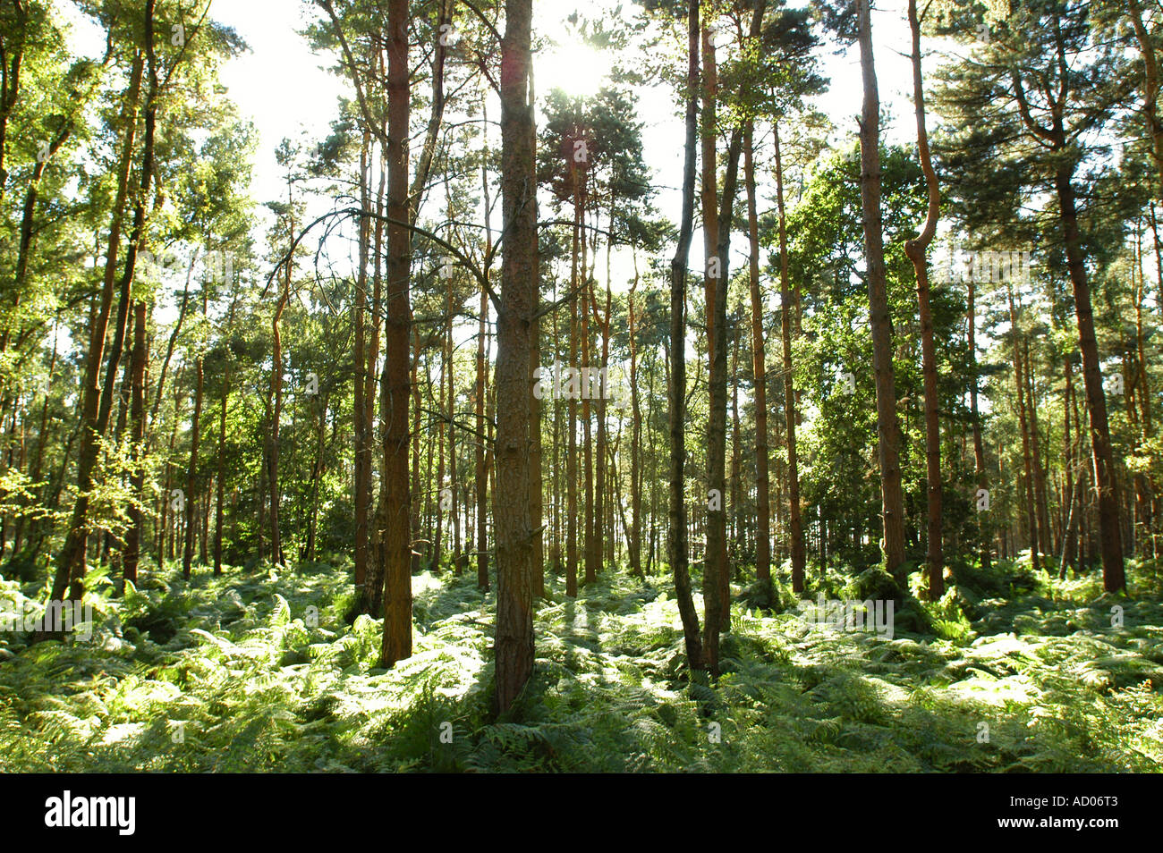 Woodland fur trees surrounding a Center Parcs holiday resort Stock Photo