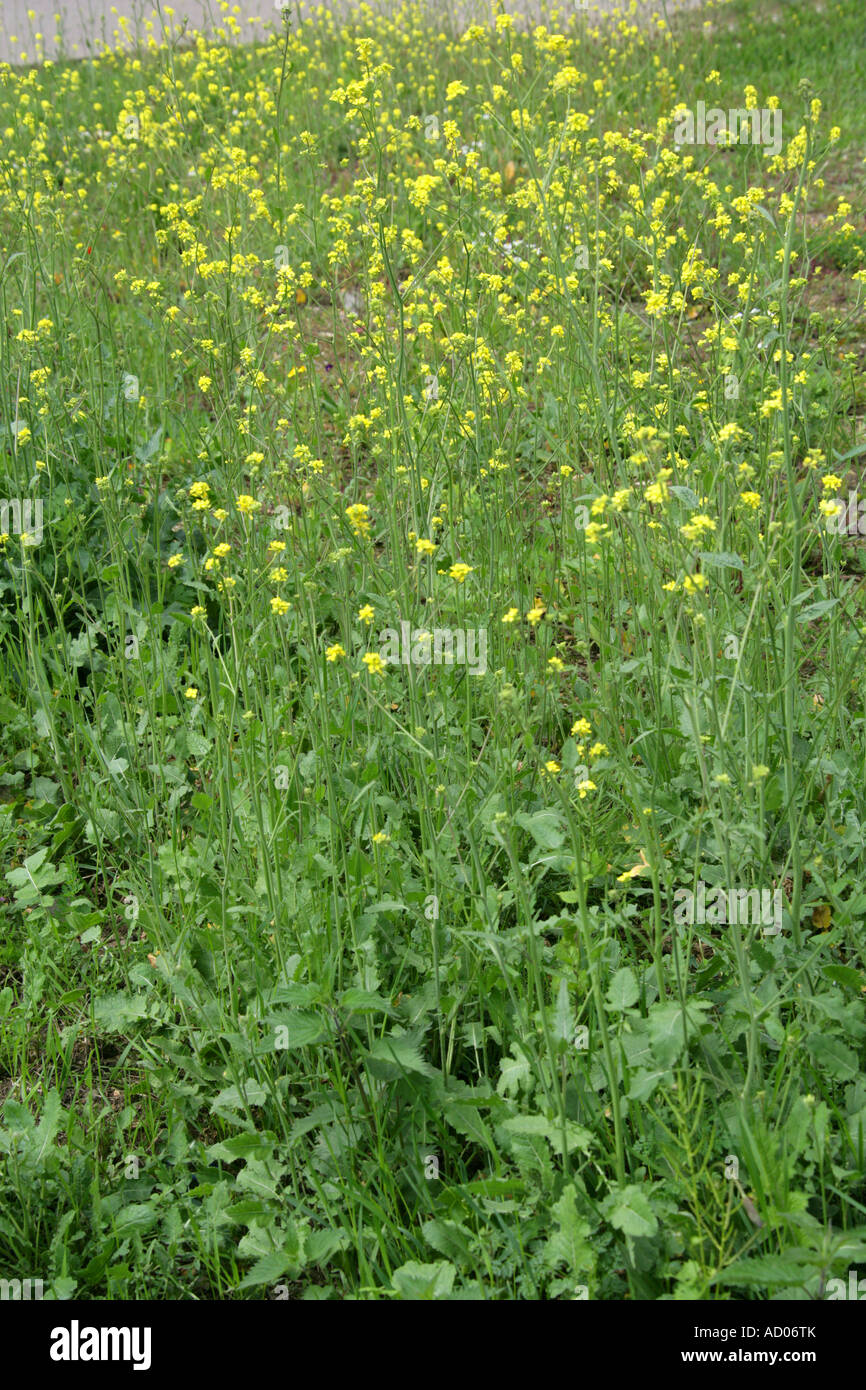 Bastard Cabbage, Annual Bastardcabbage, Common Giant Mustard