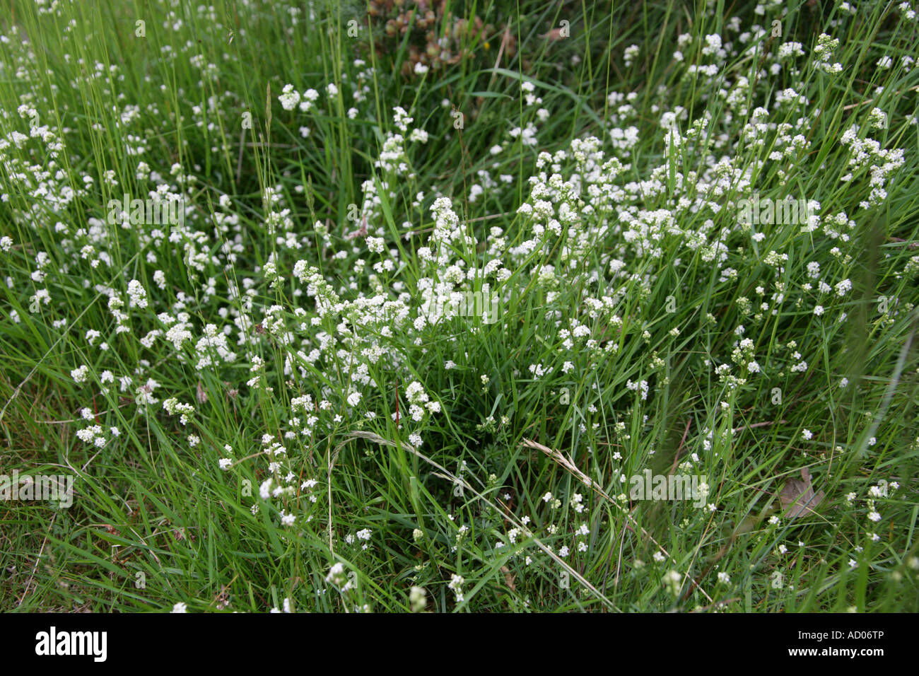 Heath Bedstraw, Galium saxatile, Rubiaceae Stock Photo