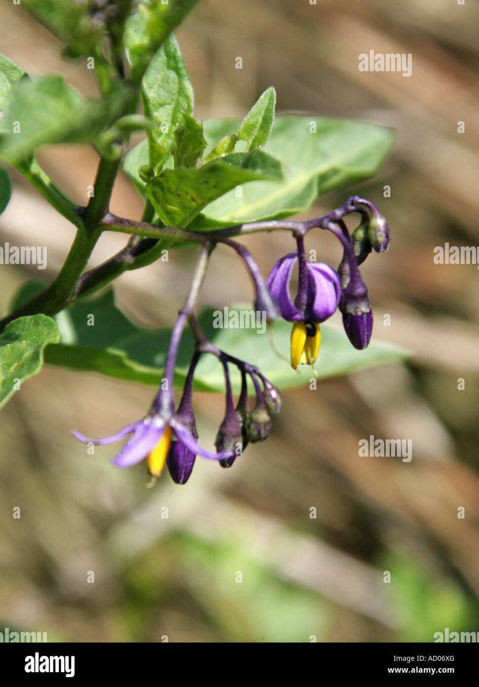 Bittersweet, Solanum dulcamara, Solanaceae Stock Photo