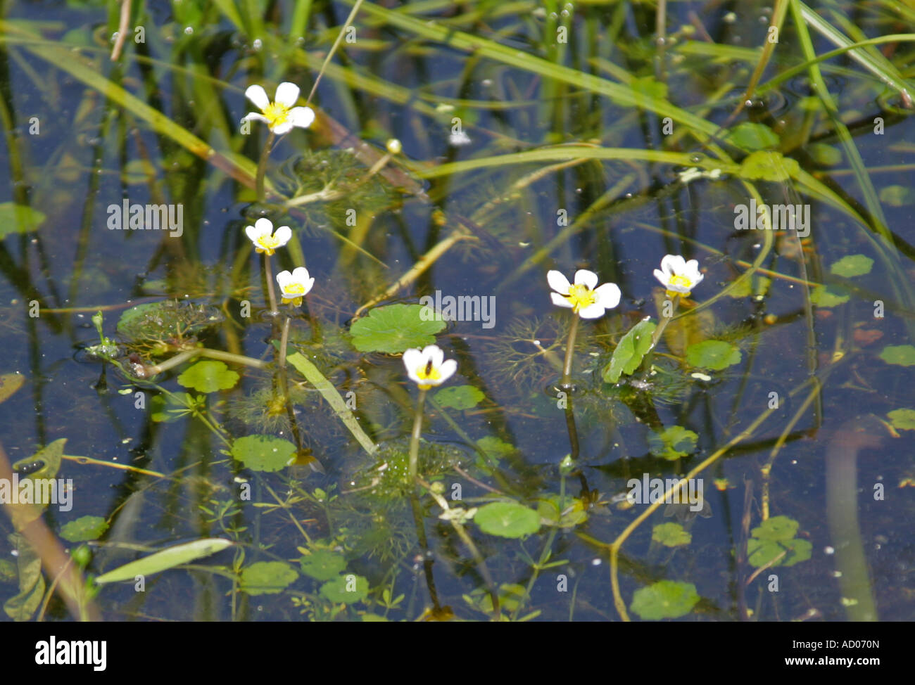 Common Water Crowfoot or White Water Buttercup Ranunculus aquatilis Ranunculaceae Stock Photo