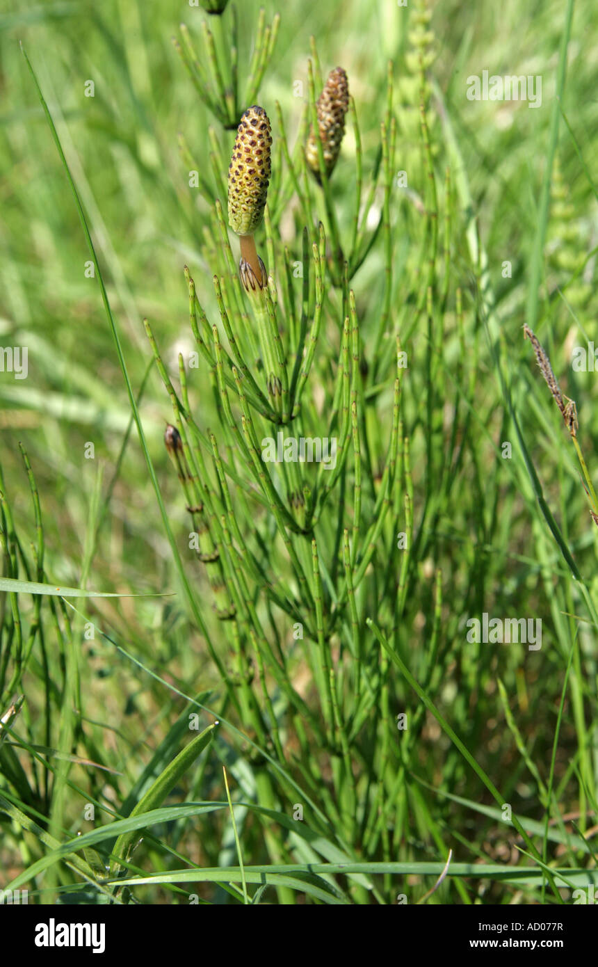 Marsh Horsetail Equisetum palustre Equisetaceae Stock Photo