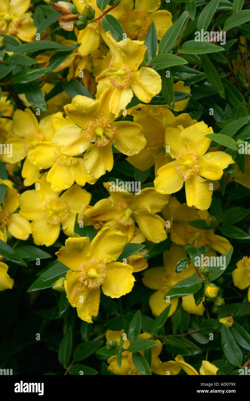 St John's Wort, Hypericum patulum, Hypericaceae. Himalayas, China ...