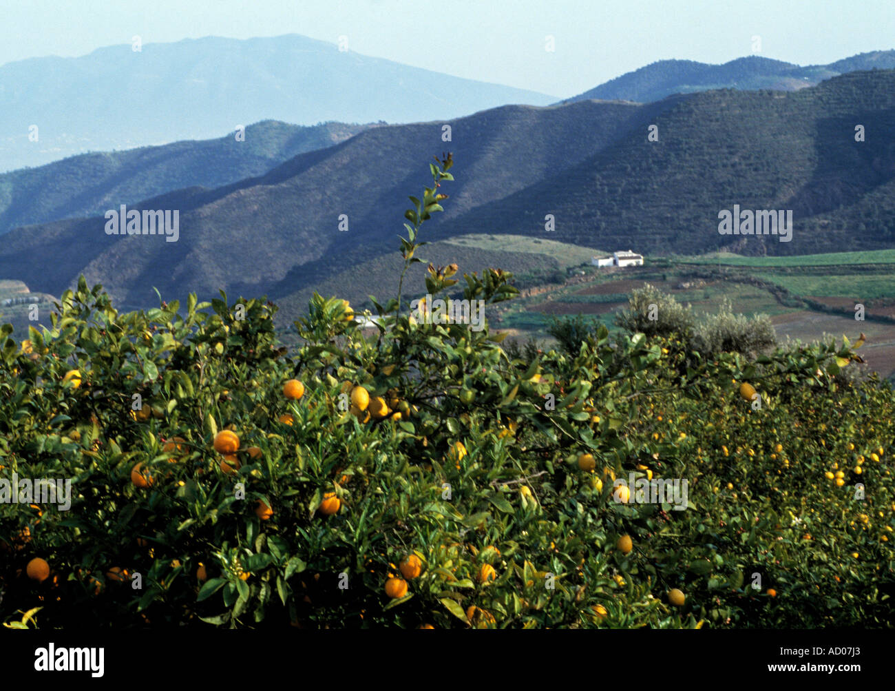 Hidden Power Antique Orange Tree Is Growing More Fruit Than You Thought