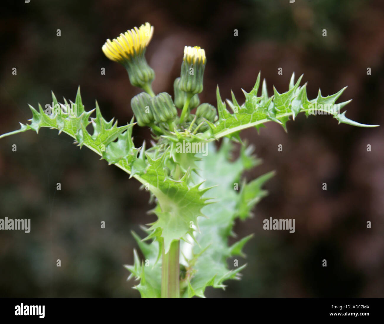 Sonchus Asper Stock Photos & Sonchus Asper Stock Images 