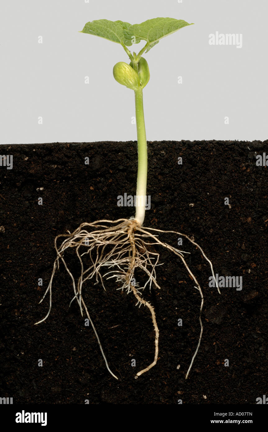 Series stage 5 showing germination of a green bean seed through to the first true leaves Stock Photo