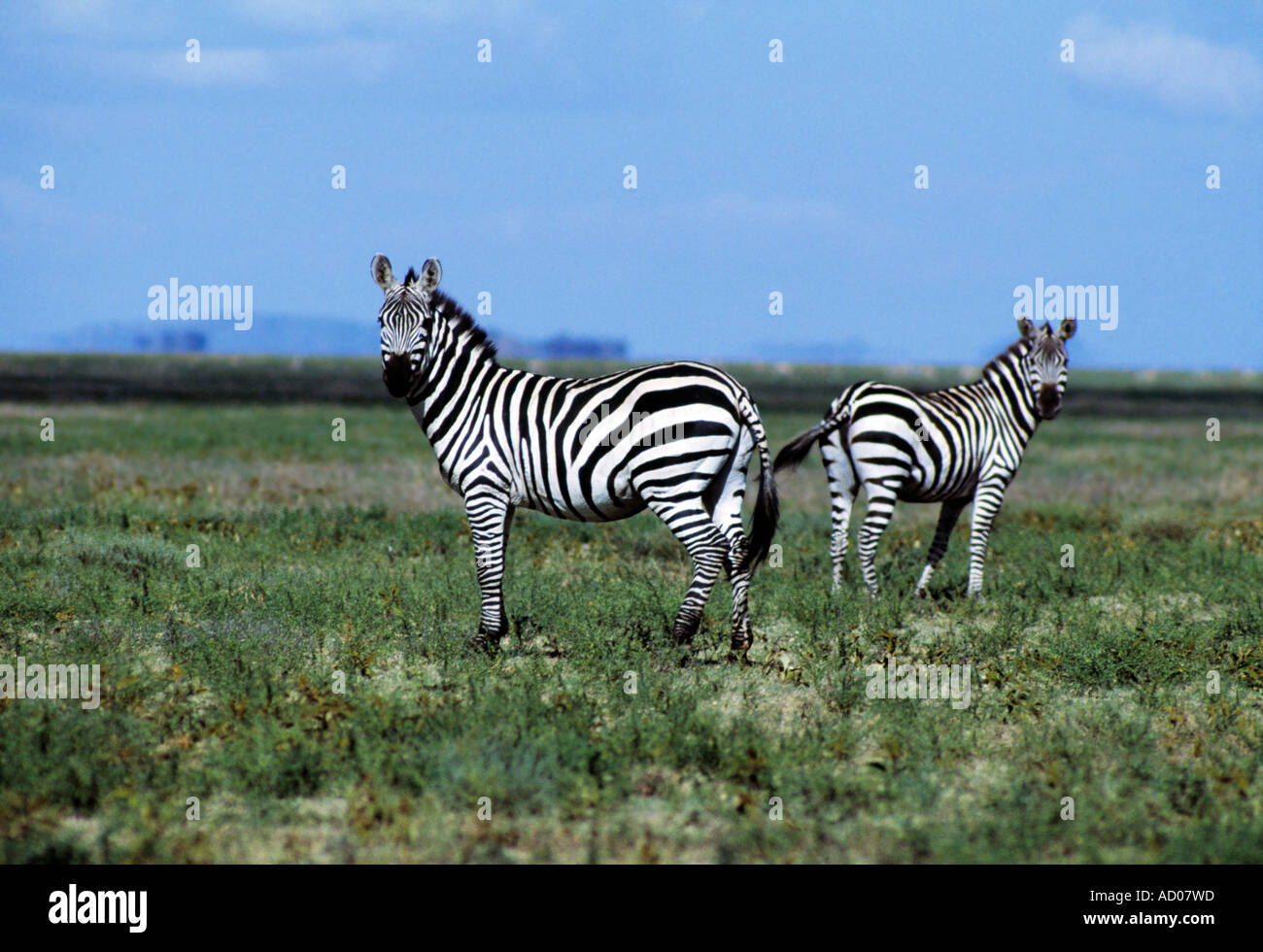 two african wild donkeys standing bum to bum Stock Photo