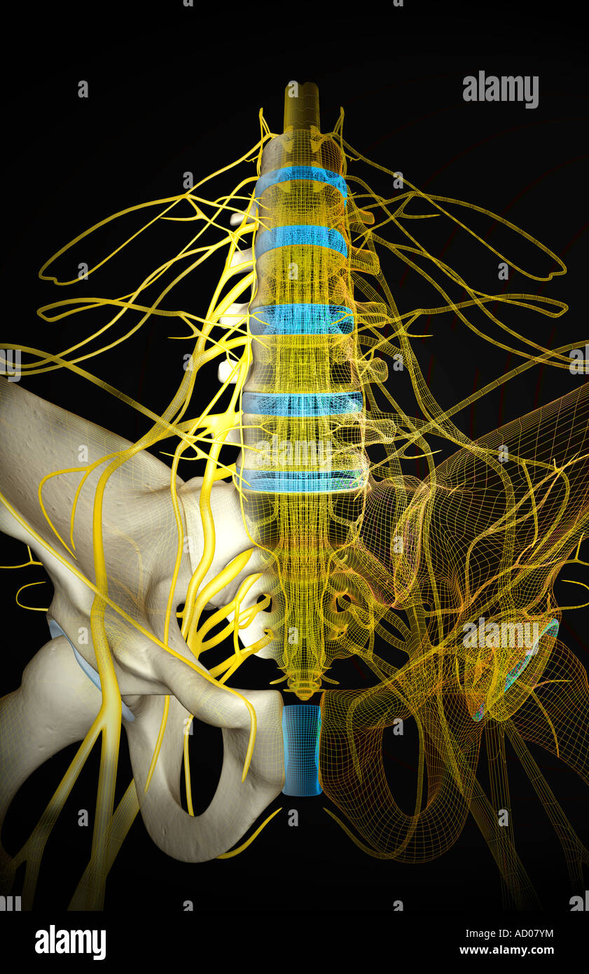 Nerve supply of the pelvis Stock Photo