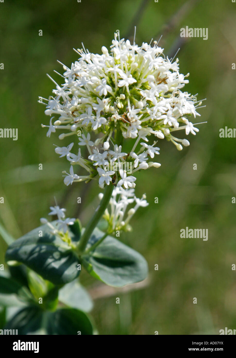 Red Valerian in its White Form Centranthus ruber Valerianaceae Stock Photo