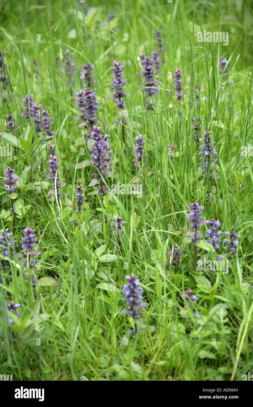 Bugle flowers hires stock photography and images Alamy