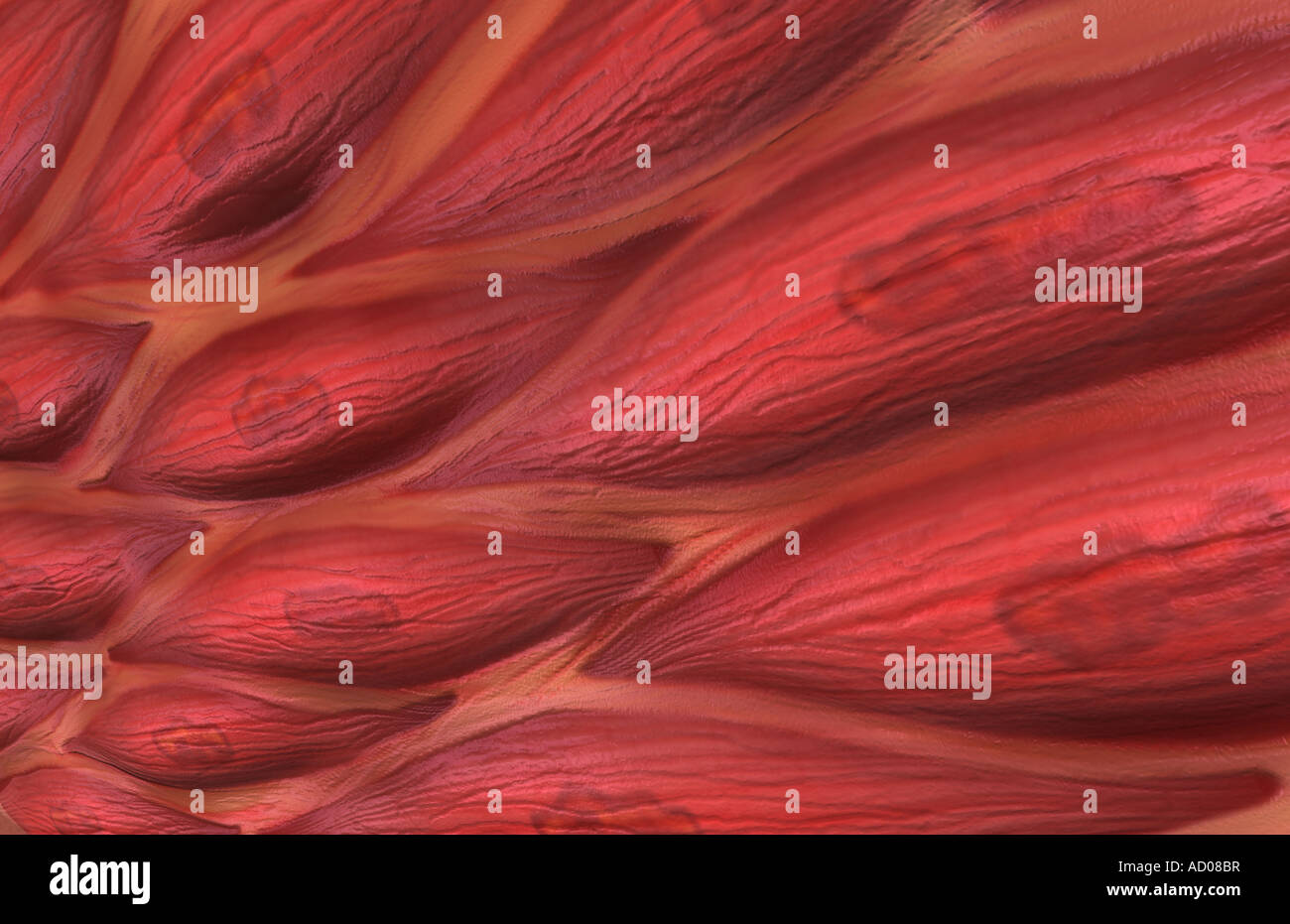 smooth muscle tissue stock photo 13261834 alamy smooth muscle tissue