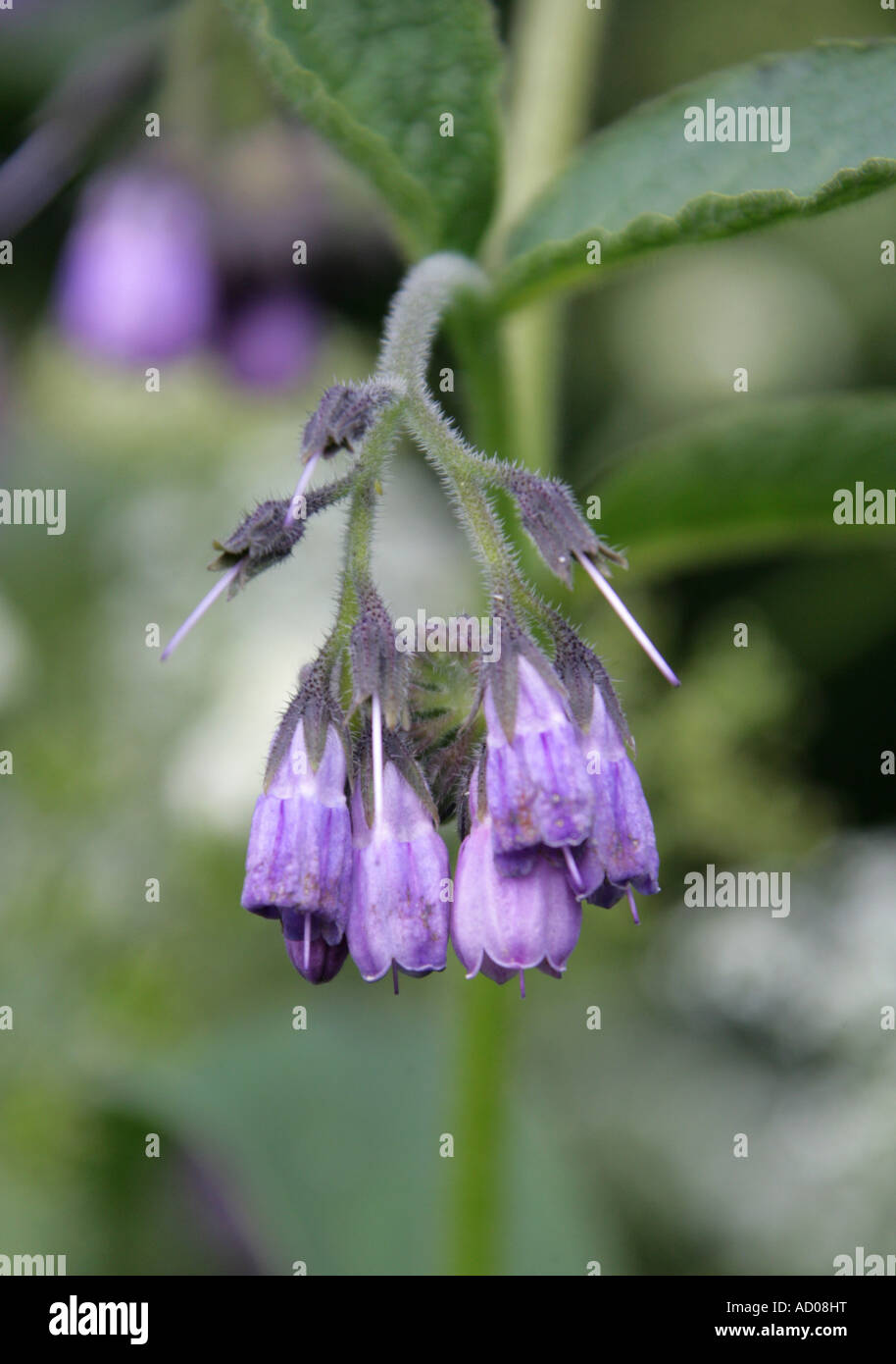 Comfrey, Symphytum officinale, Boraginaceae Stock Photo