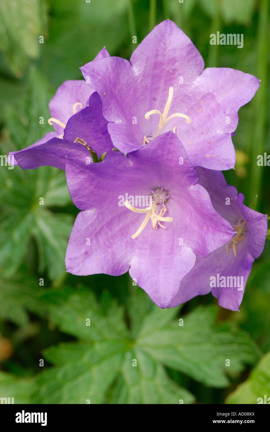 Campanula bell flower Stock Photo Alamy