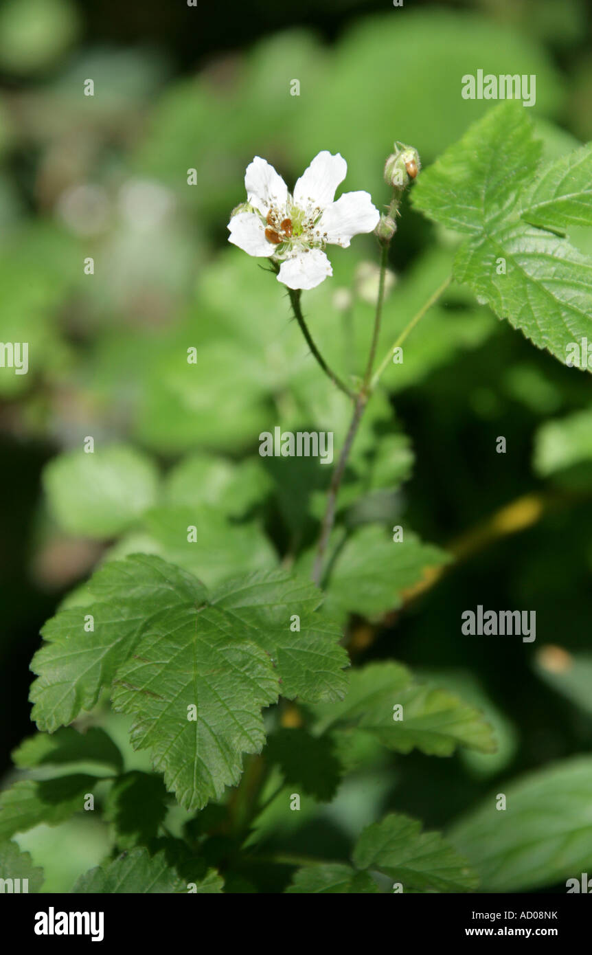 Dewberry Rubus caesius Rosaceae Stock Photo Alamy