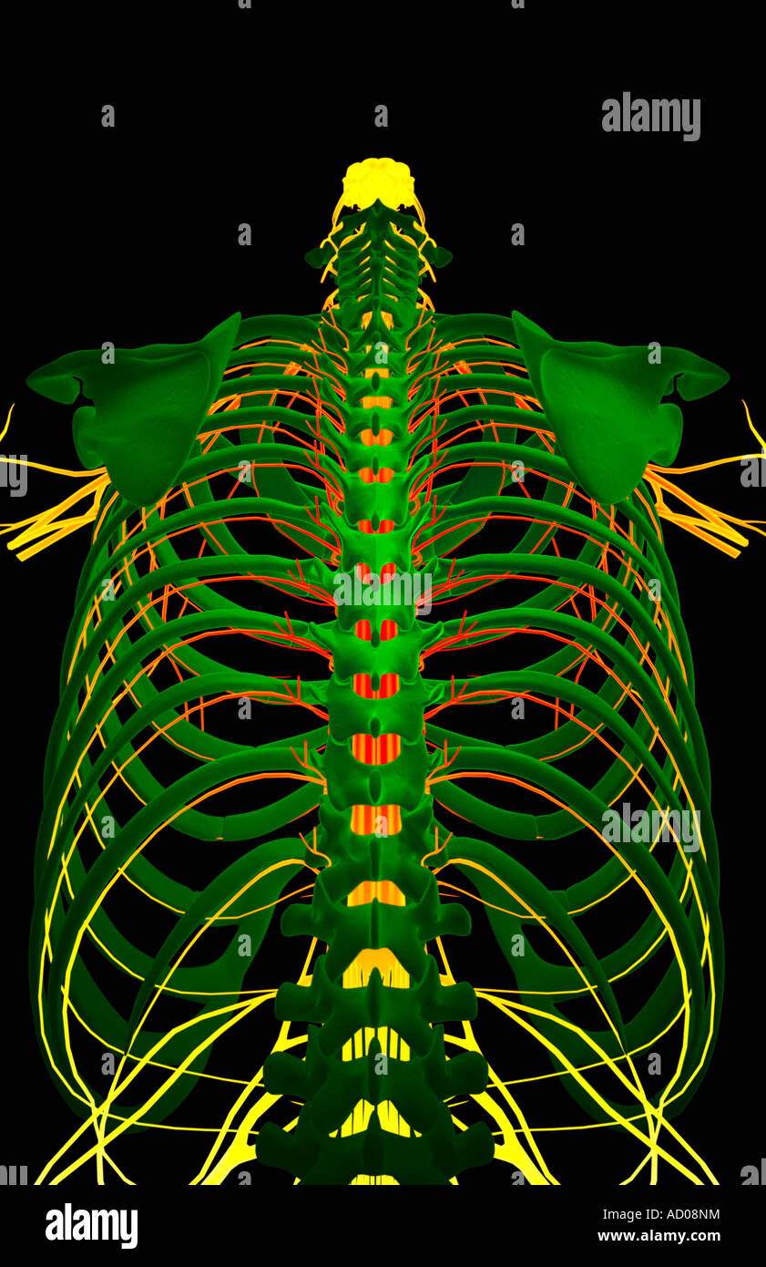 Nerves of the upper body Stock Photo