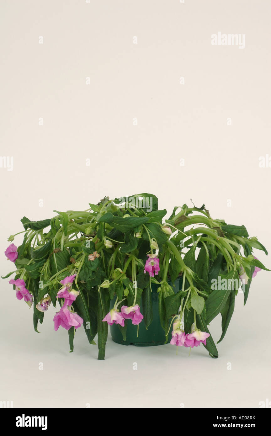 Sixth in a series showing wilting of a potted Impatiens New Guinea Hybrid house plant 6 after four days without water the plant Stock Photo