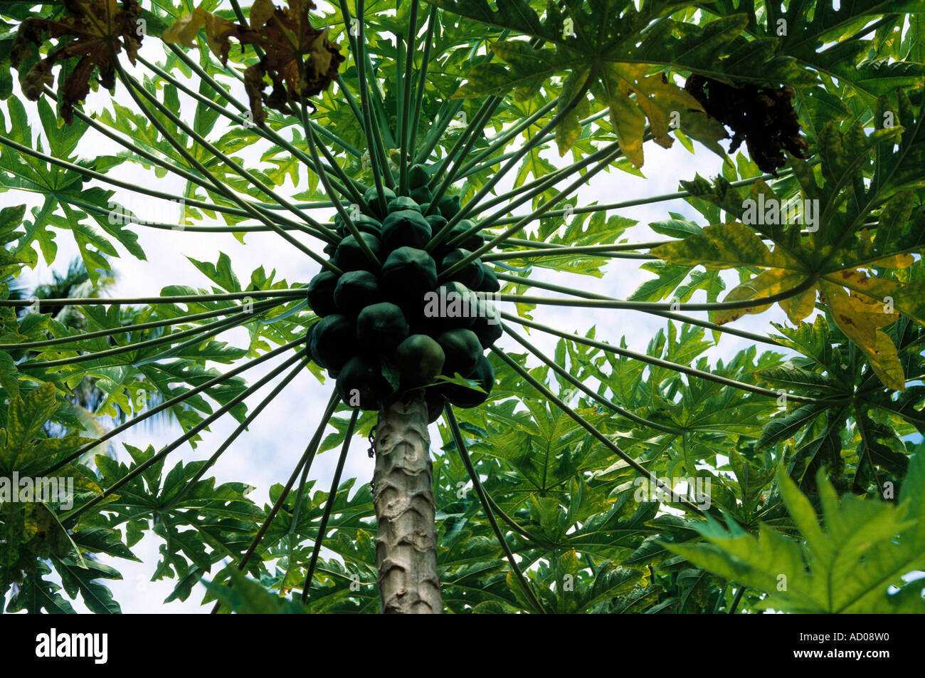 tropical fruit tree with its fruit Stock Photo - Alamy