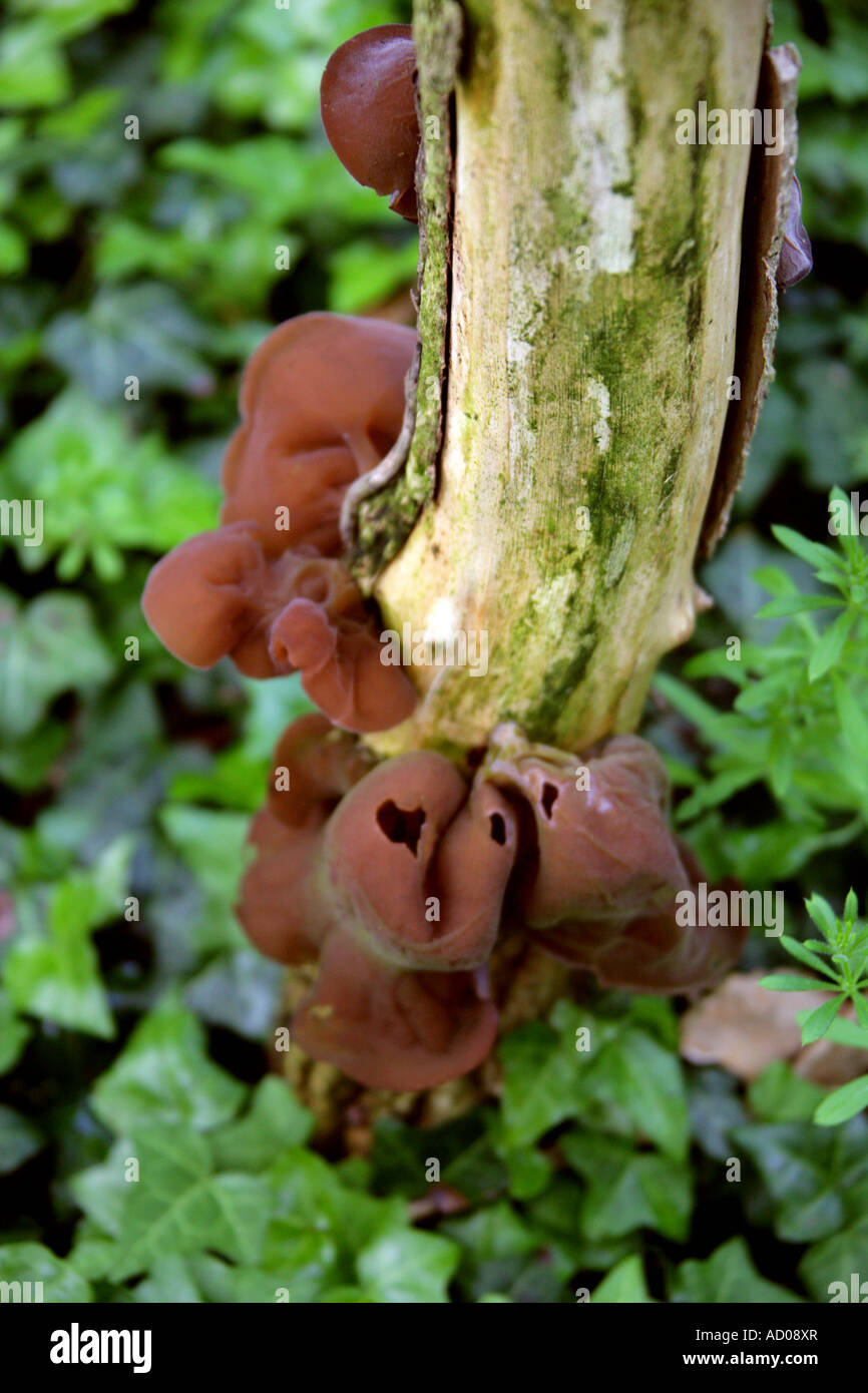 Jew's Ear or Jelly Ear Fungus, Hirneola auricula-judae (Auricularia auricula-judae), Auriculariaceae. Growing on Dead Elder Tree Stock Photo
