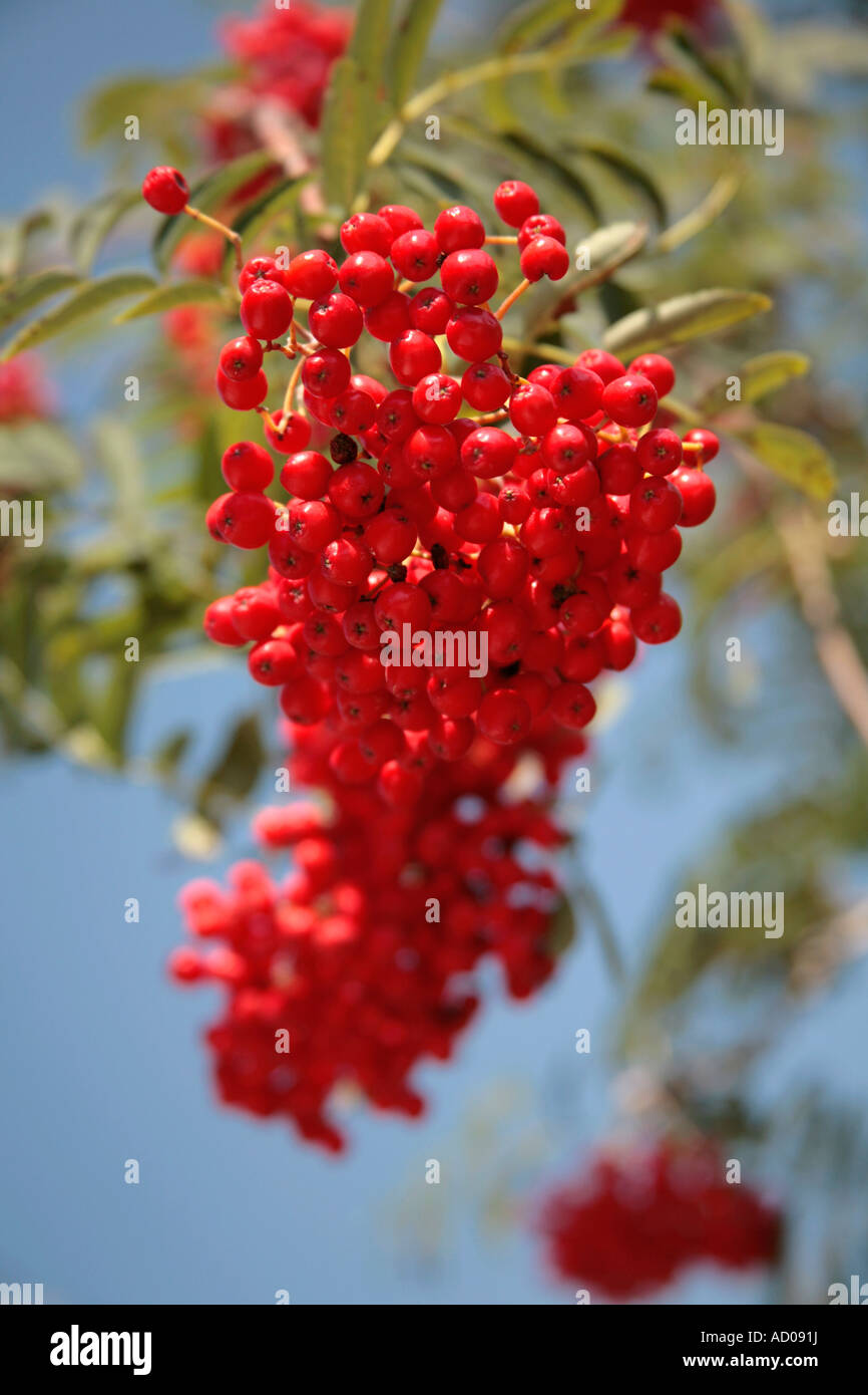 A cluster of red Rowan (Sorbus aucuparia) berries in late summer in Sussex, England, UK Stock Photo