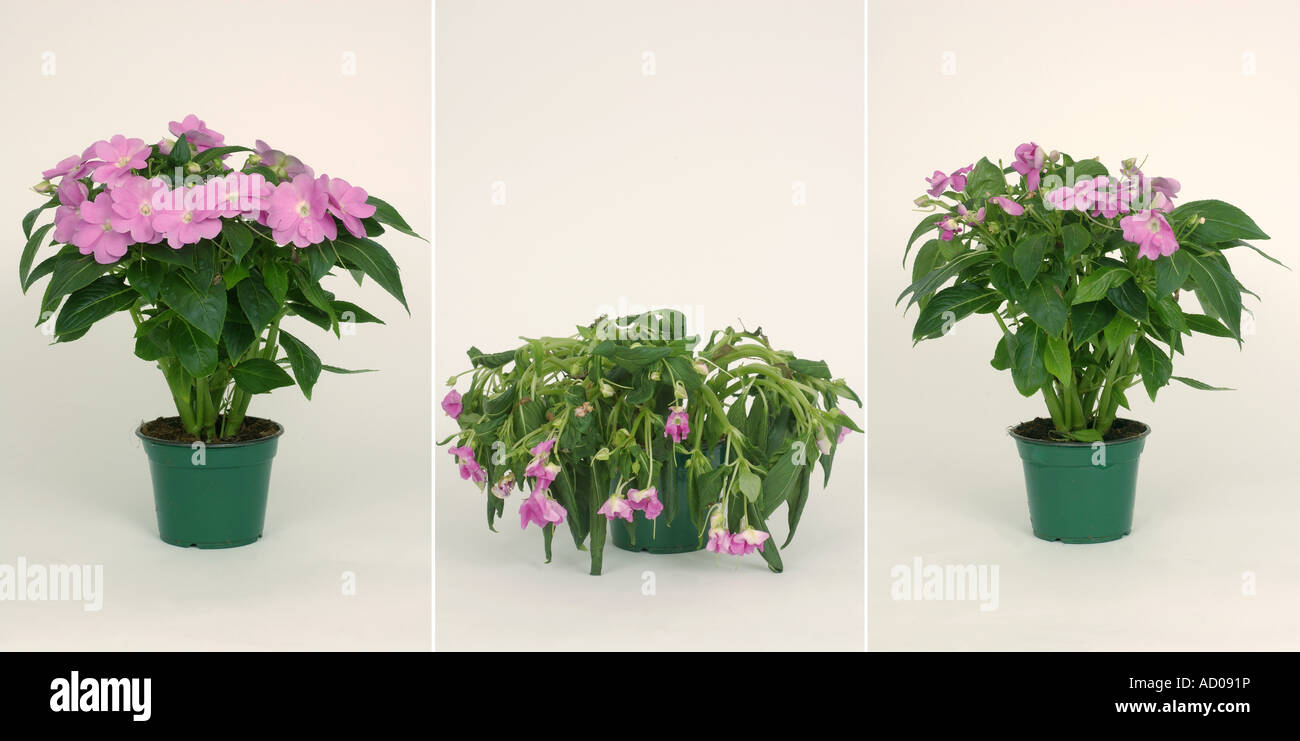 Comparison showing a Impatiens New Guinea Hybrid potted house planted healthy after 4 days without water after four hours after Stock Photo