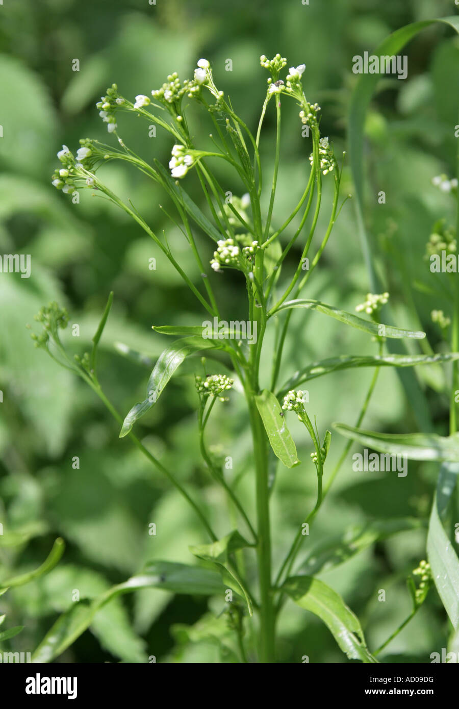 Horse Radish, Armoracia rusticana, Brassicaceae (Cruciferae), UK Stock Photo