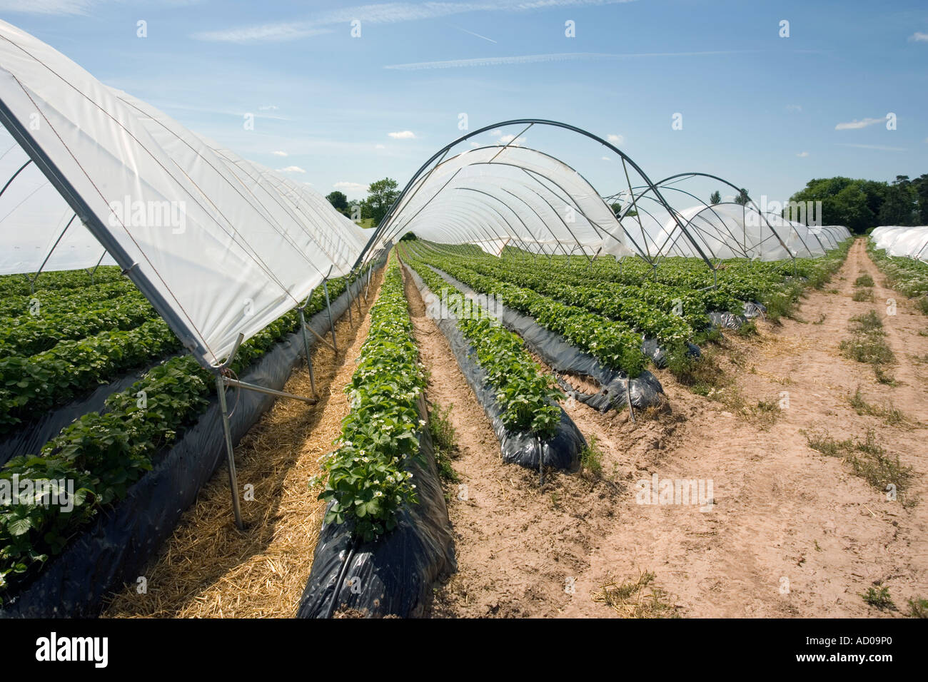 Strawberries growing in polytunnels near Stoke Prior in Herefordshire