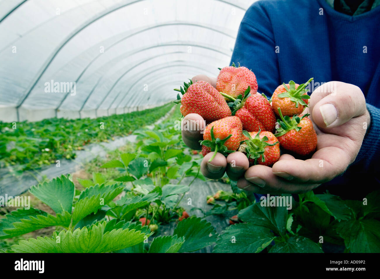 A farmer holds a handful of strawberries grown in polytunnels in Herefordshire near Ross on Wye Stock Photo