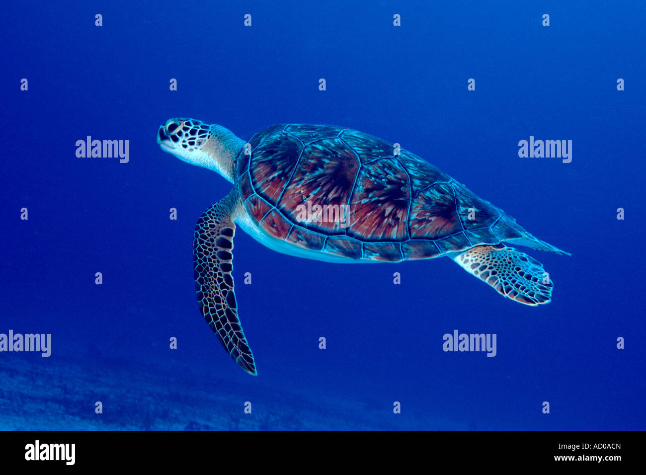 green sea turtle, underwater, Mexico, Cozumel, ocean, sea, scuba, diving, marine life, sea life, blue water, colorful Stock Photo