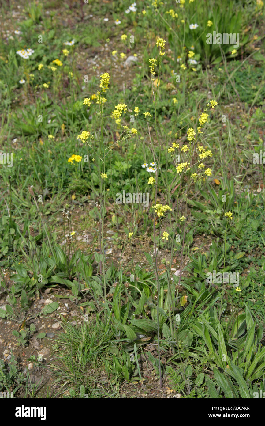 Treacle Mustard, Erysimum cheiranthoides, Brassicaceae (Cruciferae) Stock Photo