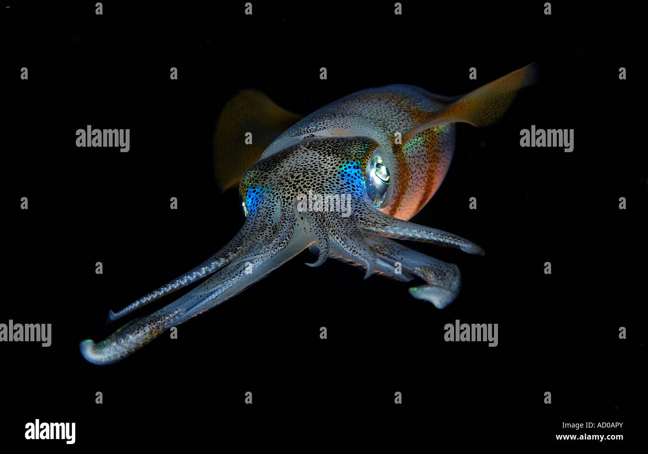 squid, underwater, Indonesia, cephalopod, ink, tentacles, scuba, diving, ocean, sea, marine life, intelligent, dark water Stock Photo