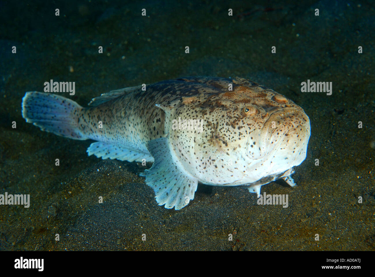 stargazer, rat fish, underwater, Indonesia, muck diving, scuba, diving, ocean, sea, marine life, Lembeh strait, ugly Stock Photo
