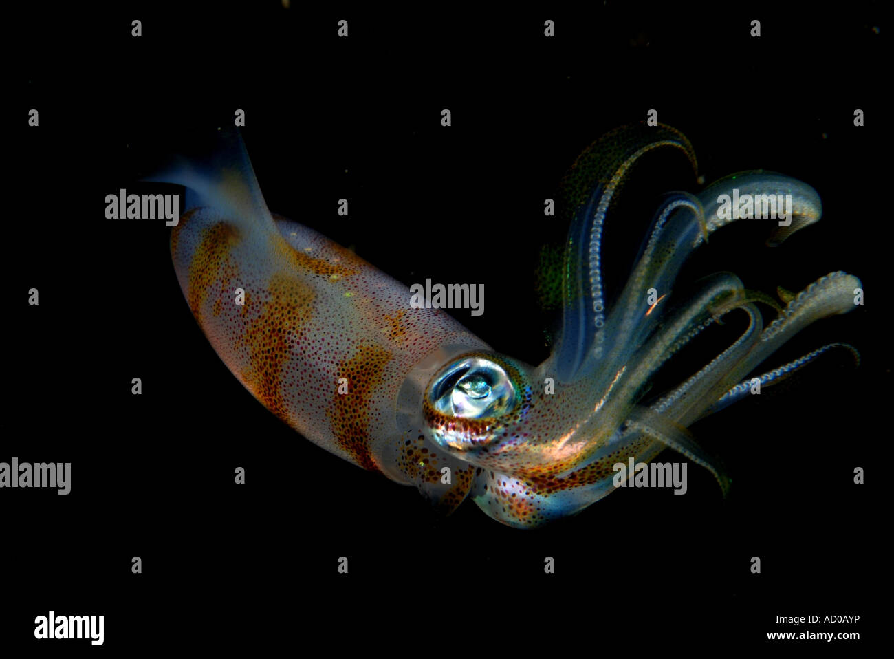 Squid Tentacles Stock Photos & Squid Tentacles Stock Images - Alamy