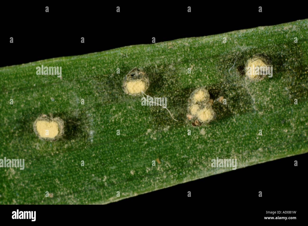 Palm false smut Graphiola phoenicis pustules before sporulation on palm leaf surface Stock Photo