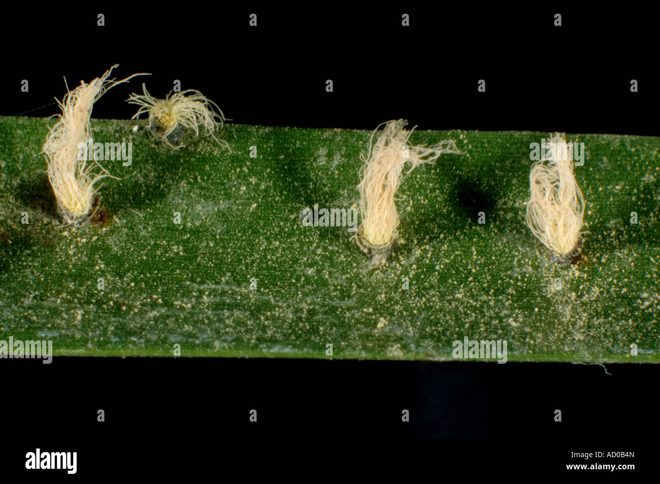 Palm false smut Graphiola phoenicis pustules sporulating on a palm leaf surface Stock Photo