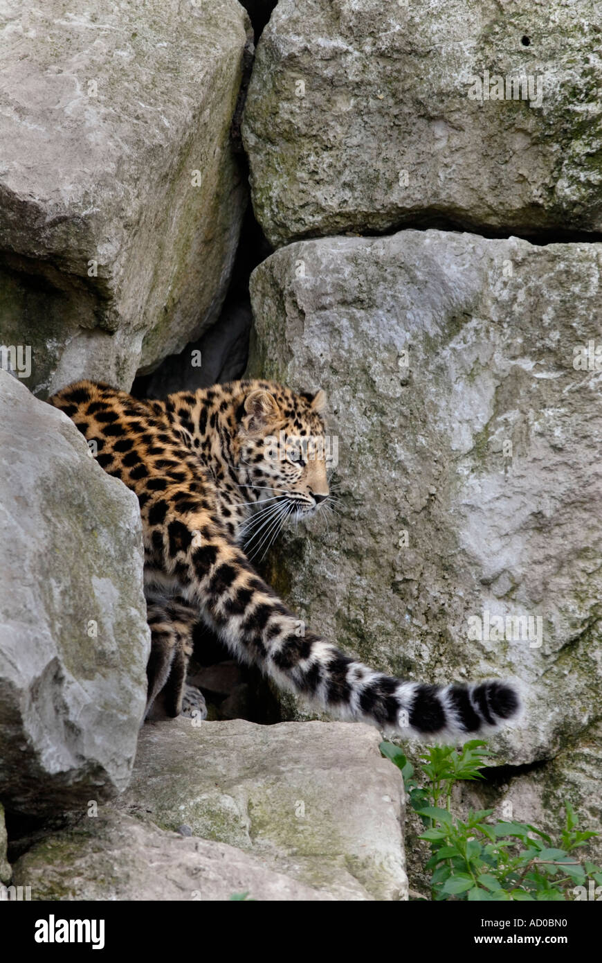 Young Amur leopard ( Panthera pardus orientalis) Russian far east ...