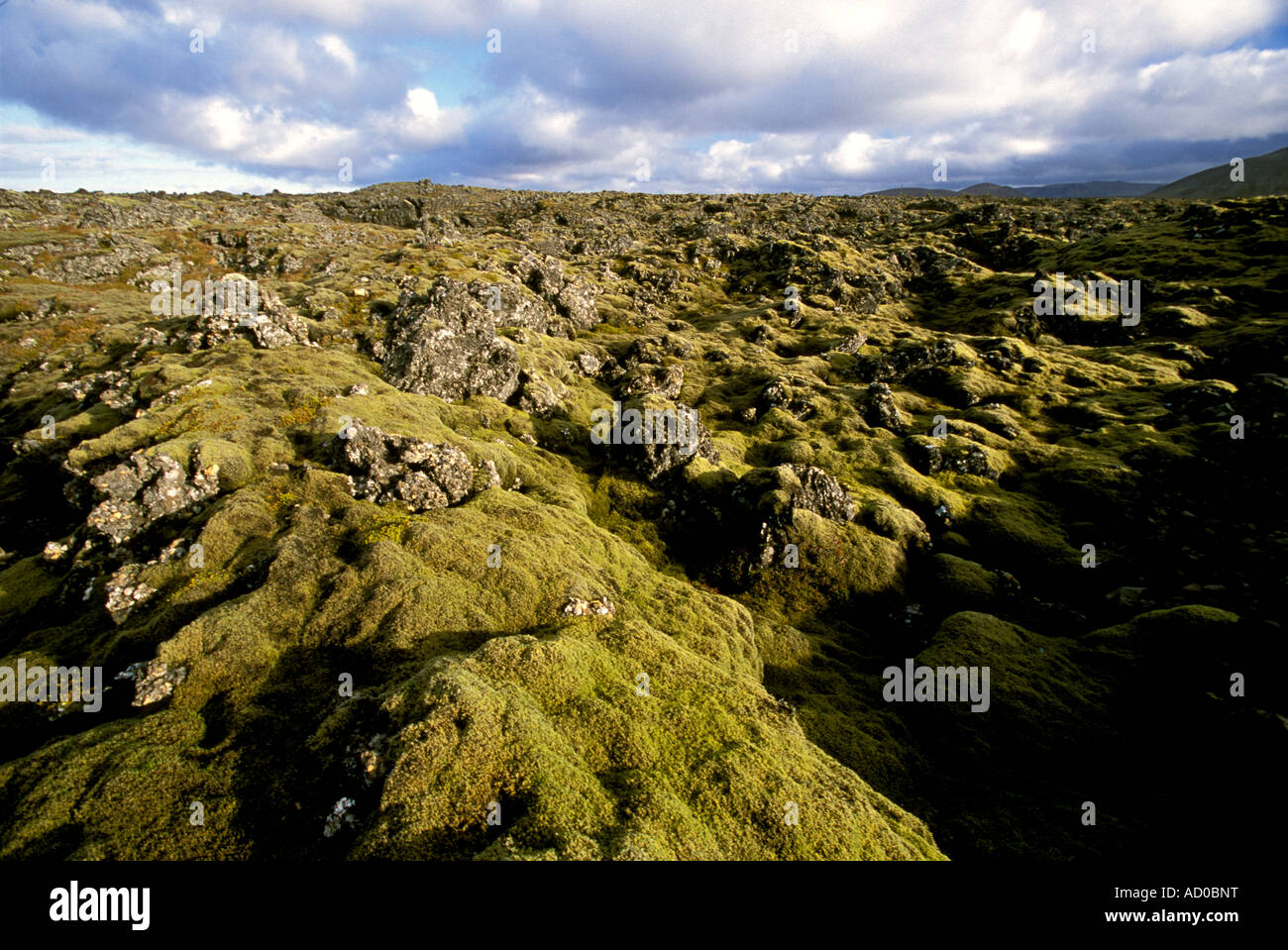 Near Keflavík Iceland Southwest Iceland Green moss covers a lava field near the Blue Lagoon Stock Photo