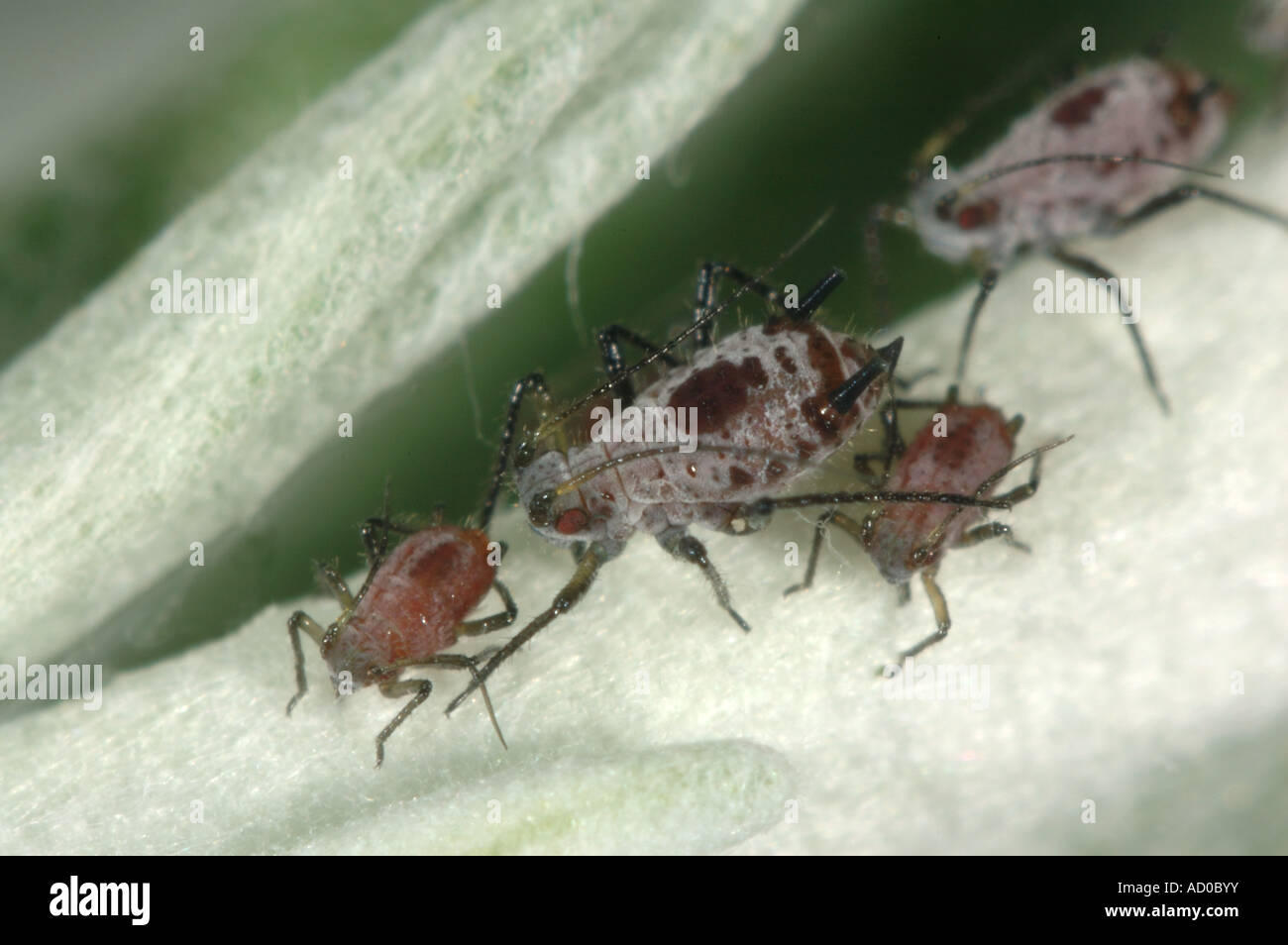 Group of aphids Macrosiphoniella absinthii on curry plant Helichrysum serotinum leaves Stock Photo