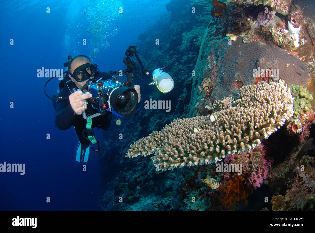 diver with camera and coral, underwater, Indonesia, Siladen, scuba, diving, ocean, sea, coral reef, blue water, tropical reef Stock Photo