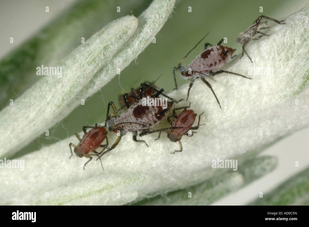 Group of aphids Macrosiphoniella absinthii on curry plant Helichrysum serotinum leaves Stock Photo