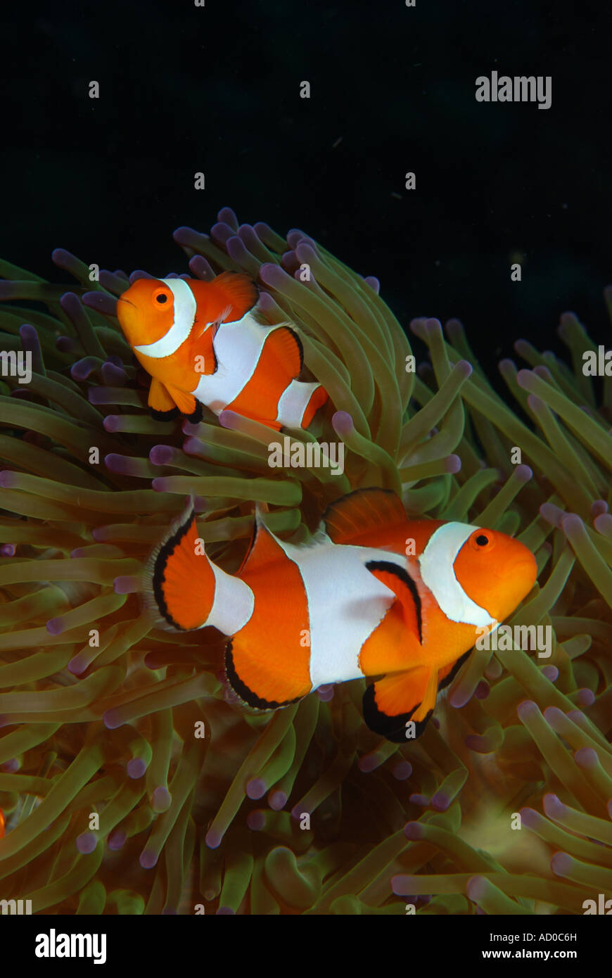 clown fish, anemone fish, anemone, underwater, Indonesia, Siladen ...