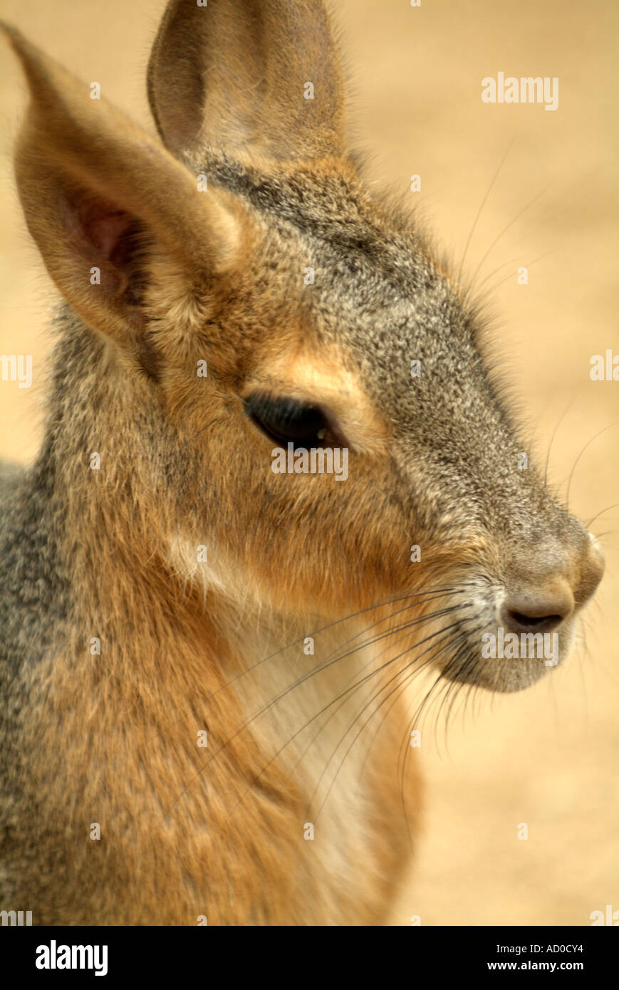 Calif, small mammal Stock Photo - Alamy
