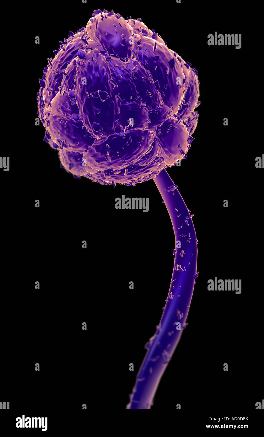 Stachybotrys chartarum hi-res stock photography and images - Alamy