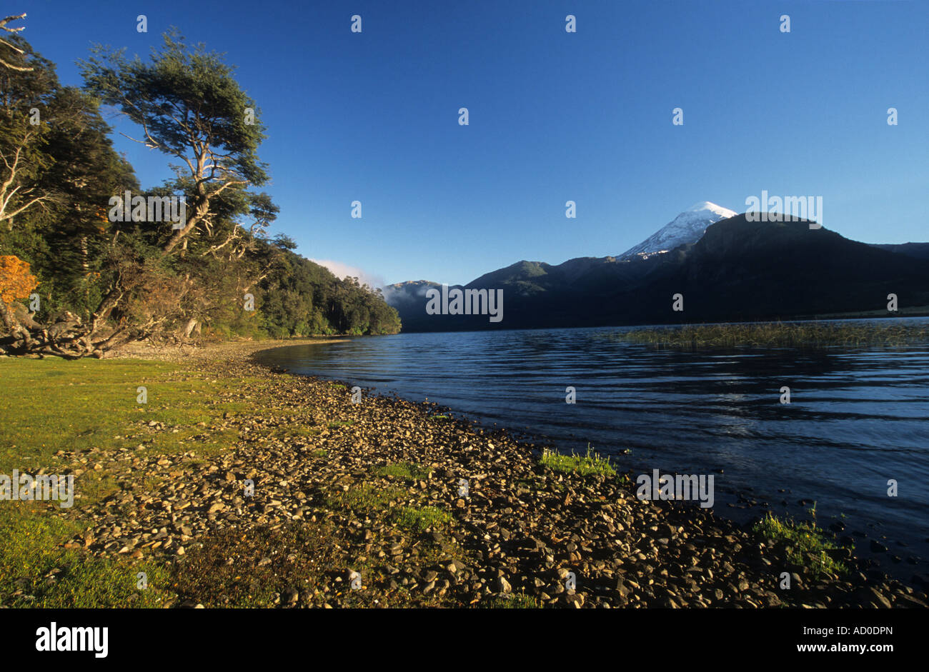 Southern beech or nothofagus forest on shore of Lake Paimun, Lanin volcano in background, Lanin National Park, Argentina Stock Photo