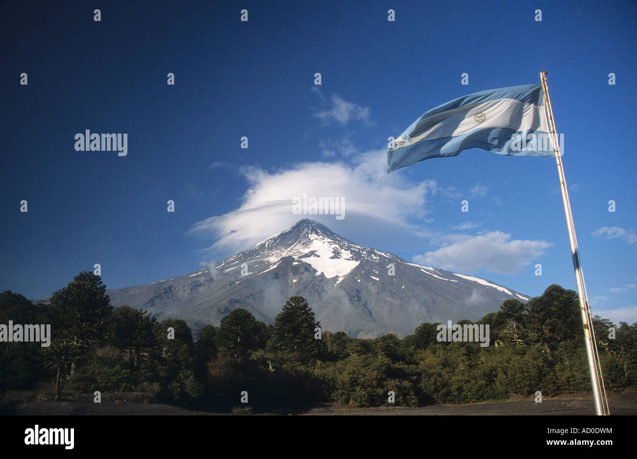 Araucaria or Monkey Puzzle forest (Araucaria araucana) , Lanin volcano and Argentine flag, Argentina Stock Photo