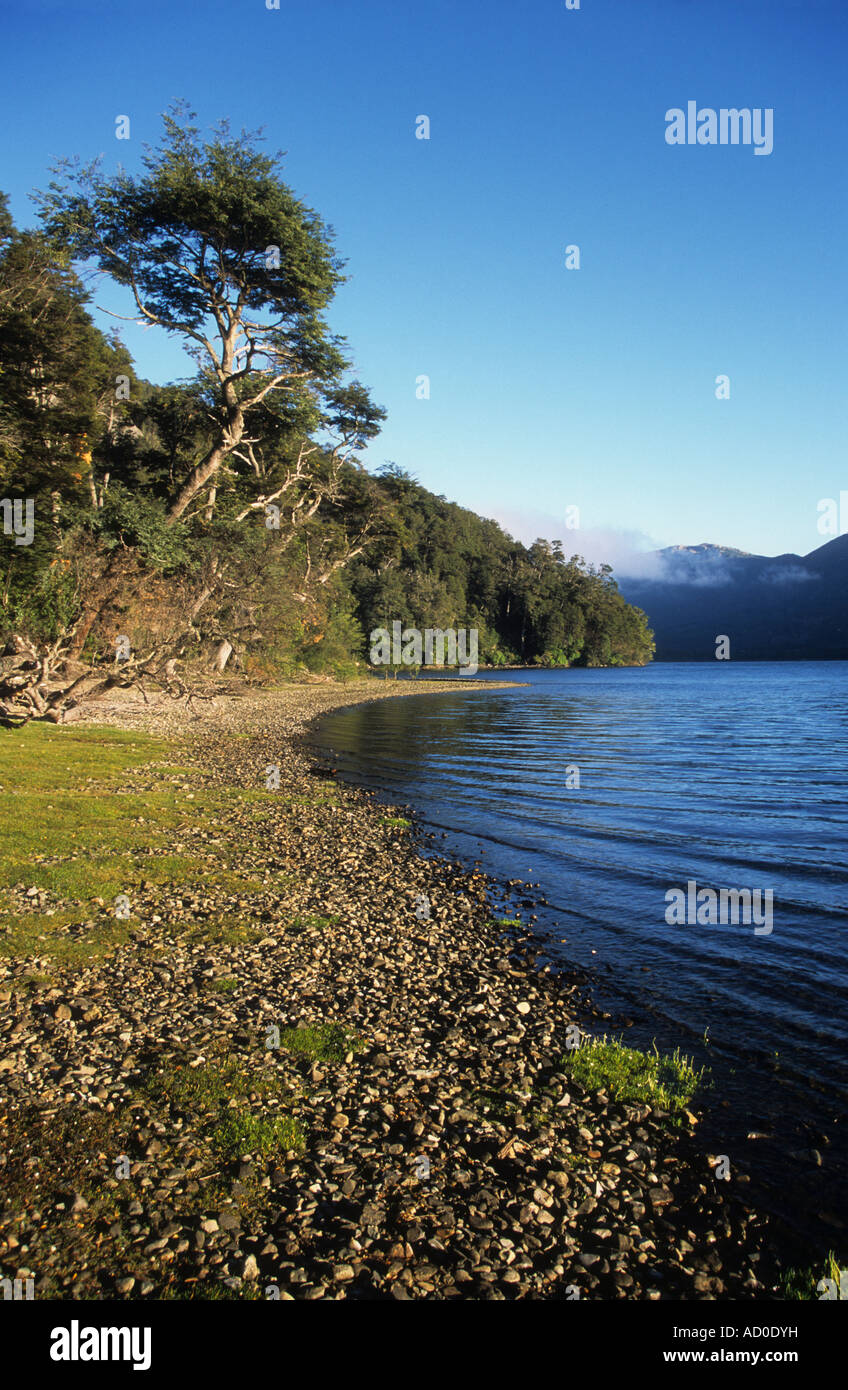 Southern beech or nothofagus forest on shore of Lake Paimun, Lanin National Park, Neuquen Province, Argentina Stock Photo