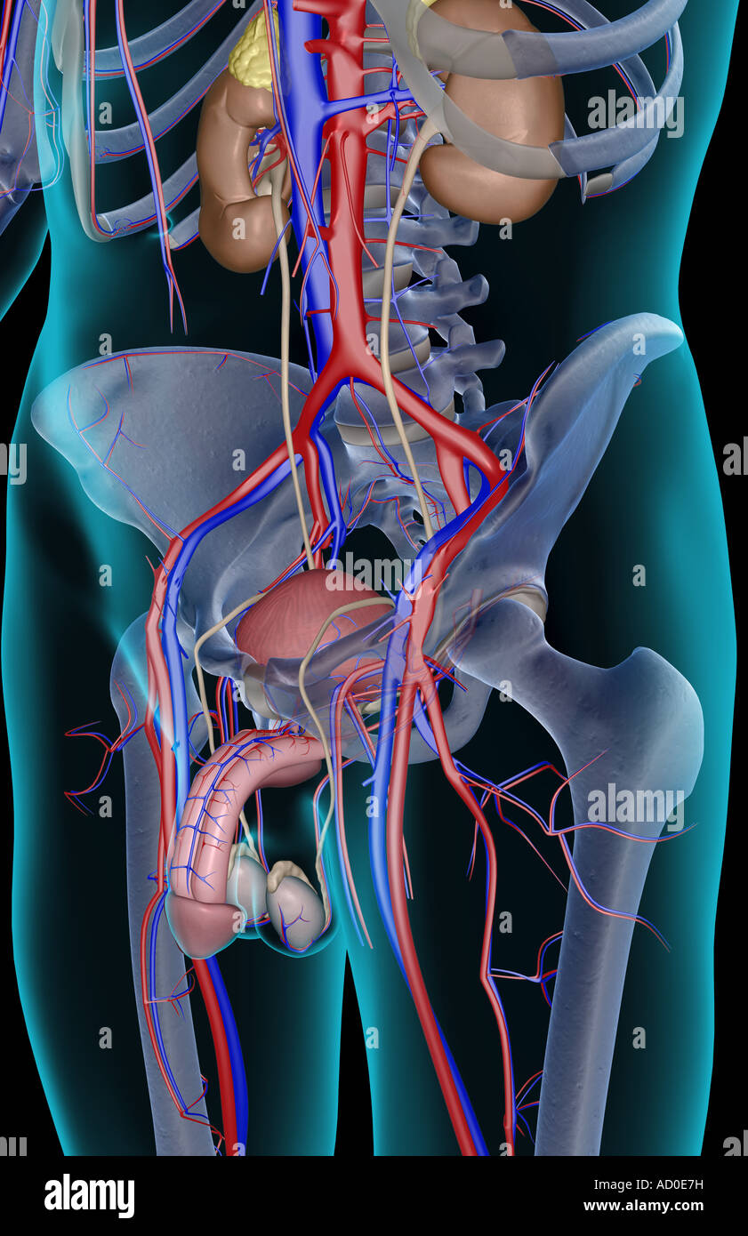 The urinary system Stock Photo Alamy