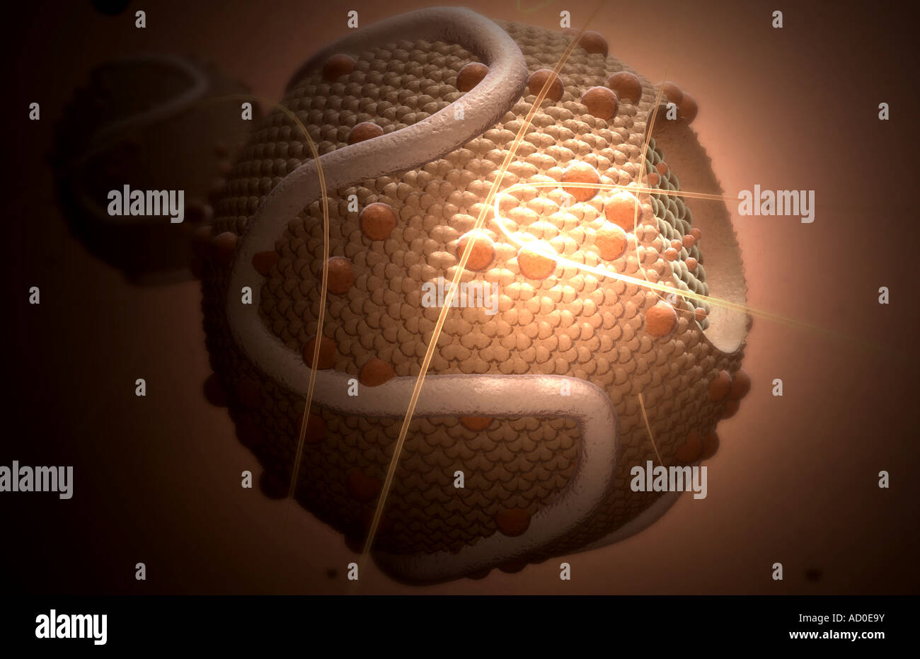 High Density Lipoprotein High Resolution Stock Photography and Images ...