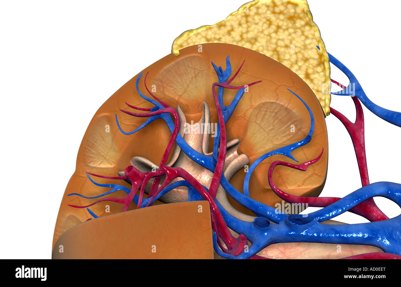 Blood supply of the kidneys Stock Photo Alamy