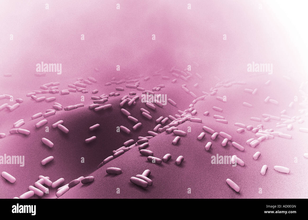 Rod shaped bacteria Stock Photo Alamy